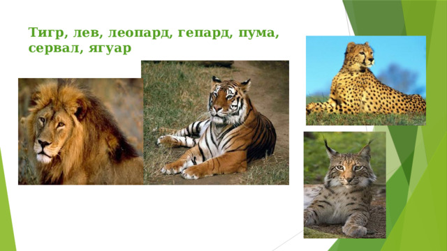Тигр, лев, леопард, гепард, пума, сервал, ягуар   