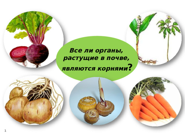 Все ли органы, растущие в почве, являются корнями ?  