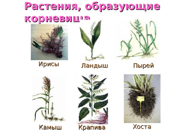 Растения, образующие корневища Ирисы Ландыш Пырей Камыш Крапива Хоста 