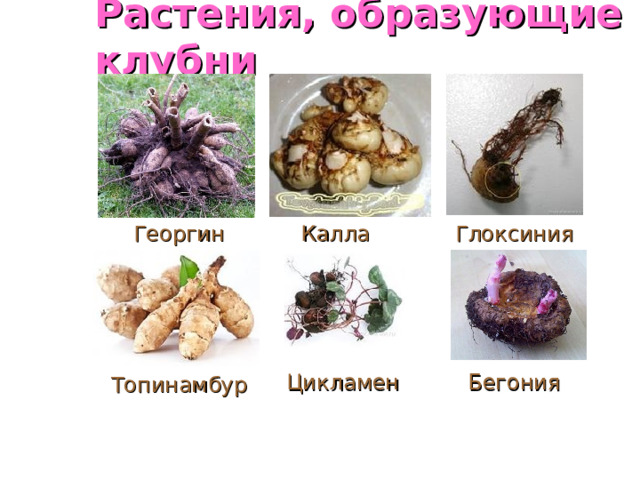 Растения, образующие клубни Калла Георгин Глоксиния Цикламен Бегония Топинамбур 