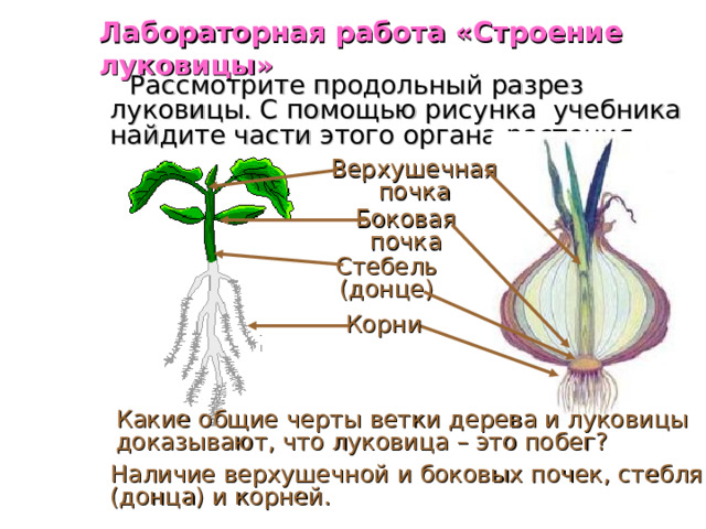 Какие корни от стебля донца у луковицы