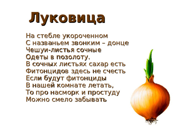 Луковица На стебле укороченном С названьем звонким – донце Чешуи-листья сочные Одеты в позолоту. В сочных листьях сахар есть. Фитонцидов здесь не счесть. Если будут фитонциды В нашей комнате летать, То про насморк и простуду Можно смело забывать 