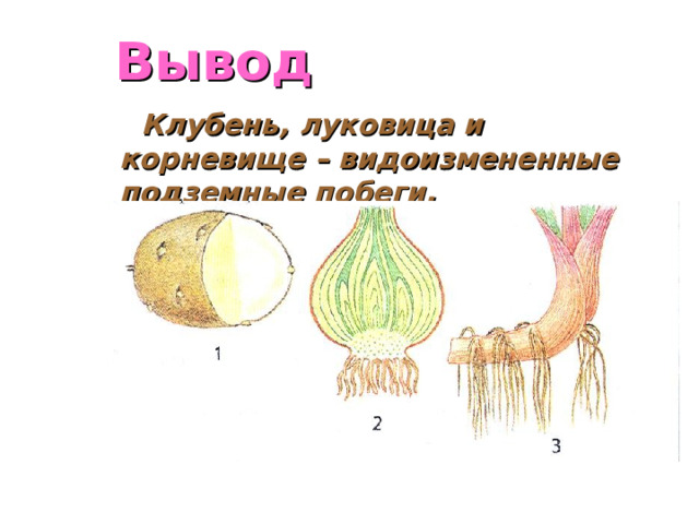 Происходит видоизменение стенки