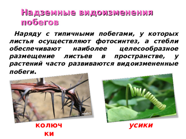 Надземные видоизменения побегов  Наряду с типичными побегами, у которых листья осуществляют фотосинтез, а стебли обеспечивают наиболее целесообразное размещение листьев в пространстве, у растений часто развиваются видоизмененные побеги . колючки усики 