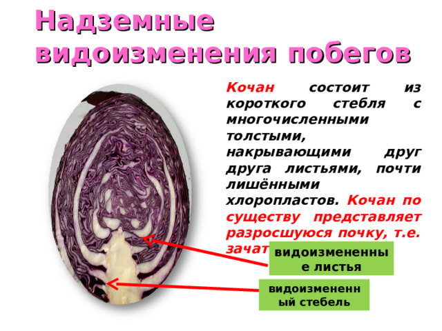 Надземные видоизменения побегов Кочан состоит из короткого стебля с многочисленными толстыми, накрывающими друг друга листьями, почти лишёнными хлоропластов. Кочан по существу представляет разросшуюся почку, т.е. зачаточный побег видоизмененные листья видоизмененный стебель 