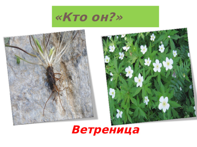 «Кто он?» Ветреница 