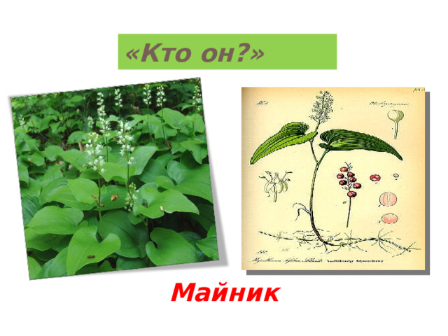 «Кто он?» Майник 