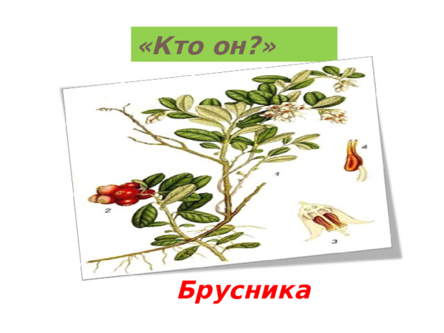 «Кто он?» Брусника 
