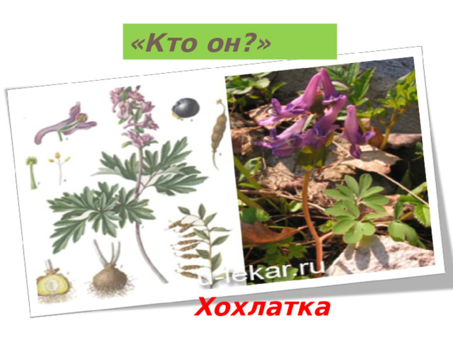 «Кто он?» Хохлатка 