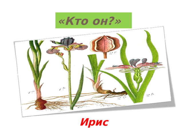 «Кто он?» Ирис 