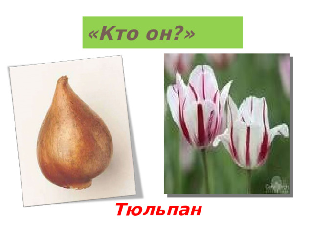 «Кто он?» Тюльпан 