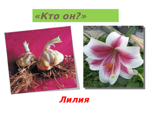 «Кто он?» Лилия 