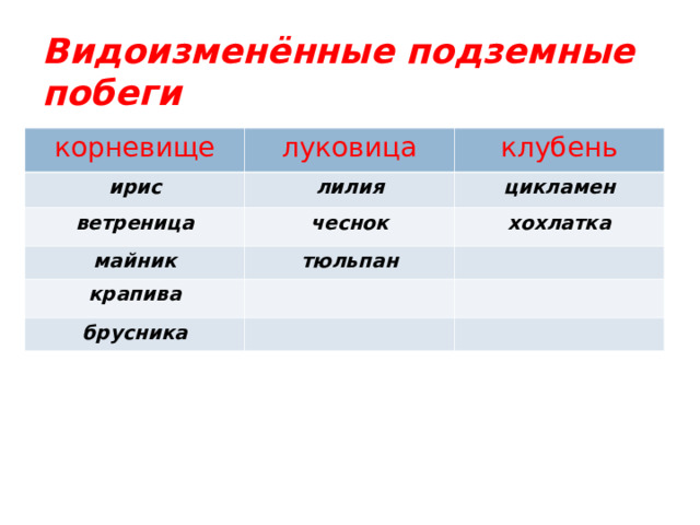 Видоизменённые подземные побеги корневище луковица ирис клубень лилия ветреница чеснок цикламен майник хохлатка тюльпан крапива брусника 
