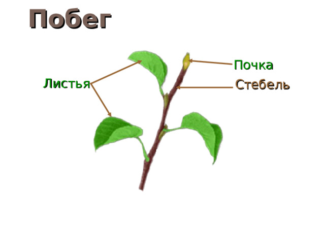 Побег Почка Стебель Листья 