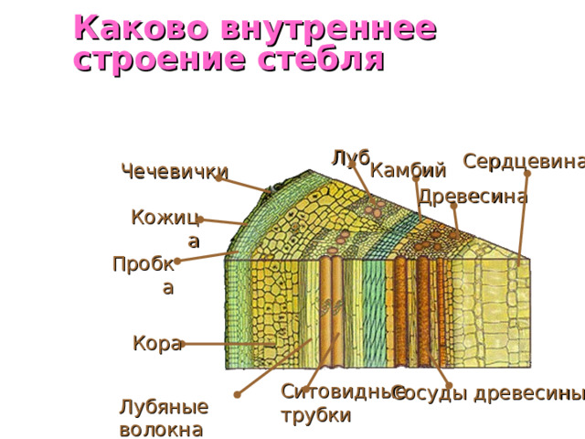 Каково внутреннее строение стебля  Луб Сердцевина Камбий Чечевички Древесина Кожица Пробка Кора Ситовидные трубки Сосуды древесины Лубяные волокна 