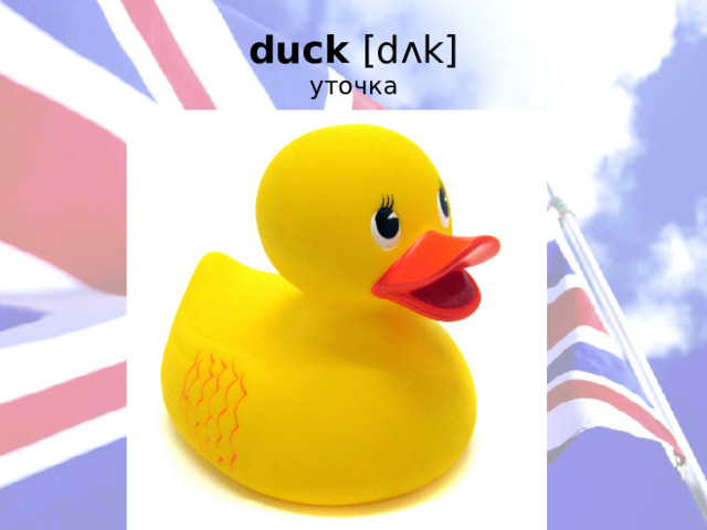 duck [dʌk]  уточка   