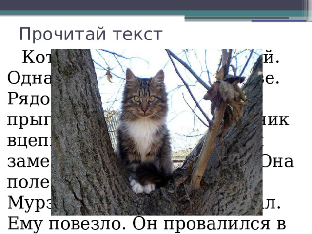 Прочитай текст  Котик Мурзик был озорной. Однажды он сидел на дереве. Рядом села ворона. Мурзик прыгнул ей на спину. Озорник вцепился когтями в перья и замер. Ворона испугалась. Она полетела над деревней. Мурзик не удержался и упал. Ему повезло. Он провалился в пушистый снег. 