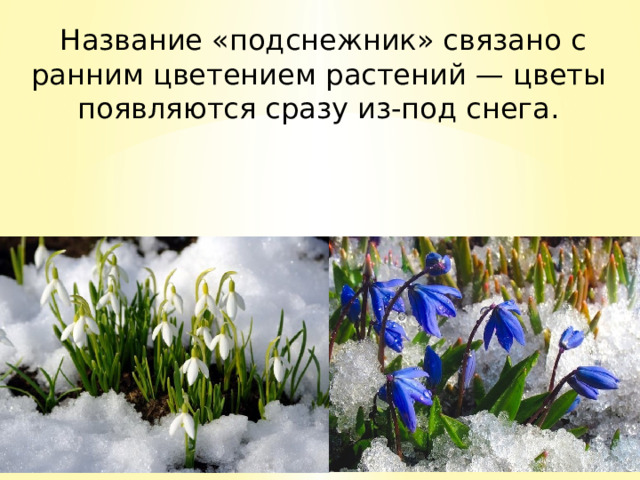  Название «подснежник» связано с ранним цветением растений — цветы появляются сразу из-под снега. 