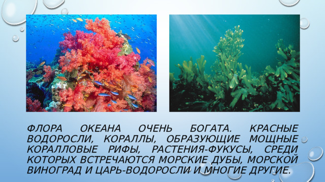 Флора океана очень богата. красные водоросли, кораллы, образующие мощные коралловые рифы, растения-фукусы, среди которых встречаются морские дубы, морской виноград и царь-водоросли и многие другие. 