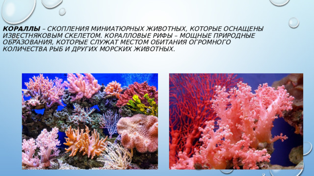 Кораллы – скопления миниатюрных животных, которые оснащены известняковым скелетом. Коралловые рифы – мощные природные образования, которые служат местом обитания огромного количества рыб и других морских животных.   