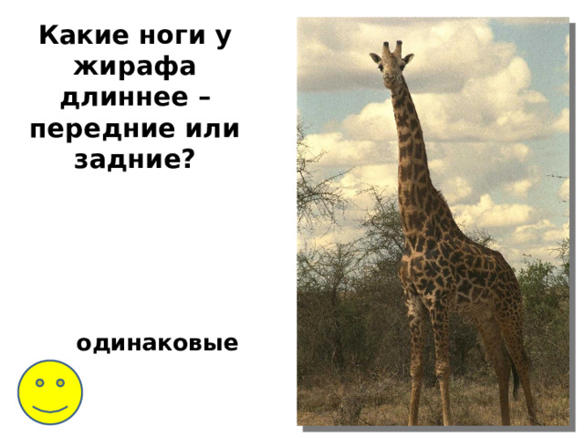 Какие ноги у жирафа длиннее –передние или задние? одинаковые 