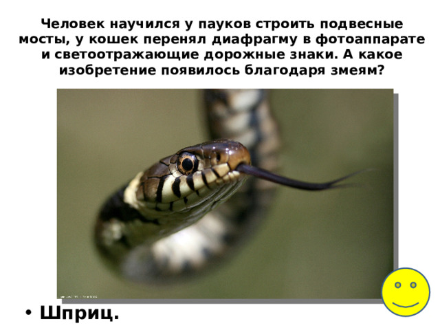 Человек научился у пауков строить подвесные мосты, у кошек перенял диафрагму в фотоаппарате и светоотражающие дорожные знаки. А какое изобретение появилось благодаря змеям?   Шприц. 