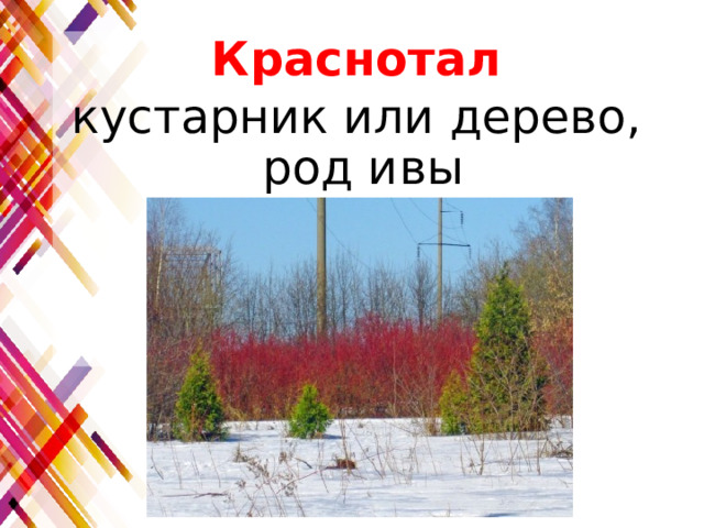 Краснотал кустарник или дерево, род ивы 