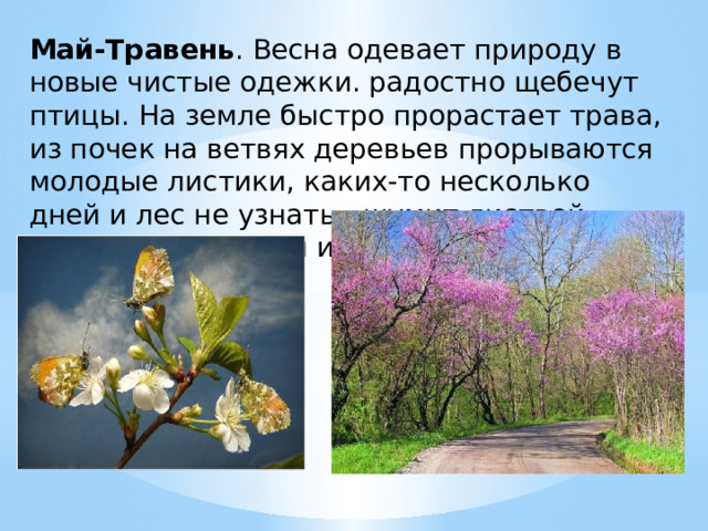 Май-Травень . Весна одевает природу в новые чистые одежки. радостно щебечут птицы. На земле быстро прорастает трава, из почек на ветвях деревьев прорываются молодые листики, каких-то несколько дней и лес не узнать - шумит листвой. Месяц роста травы и зелени так и назвали - Травень. 
