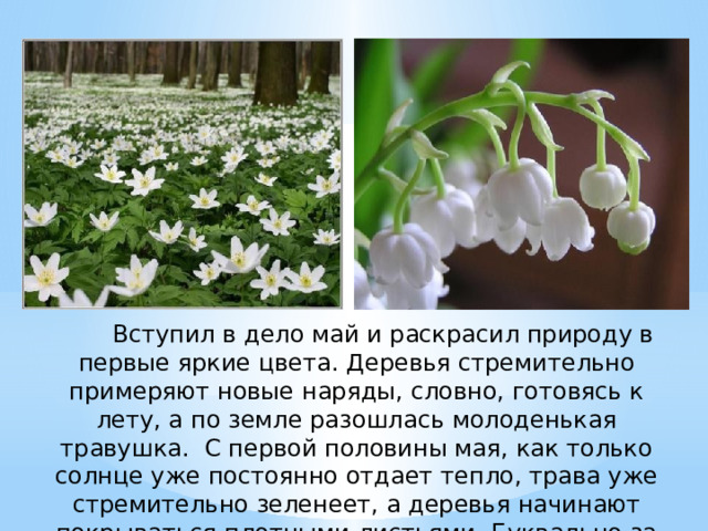        Вступил в дело май и раскрасил природу в первые яркие цвета. Деревья стремительно примеряют новые наряды, словно, готовясь к лету, а по земле разошлась молоденькая травушка. С первой половины мая, как только солнце уже постоянно отдает тепло, трава уже стремительно зеленеет, а деревья начинают покрываться плотными листьями. Буквально за неделю листовой покров увеличивается в несколько раз. 