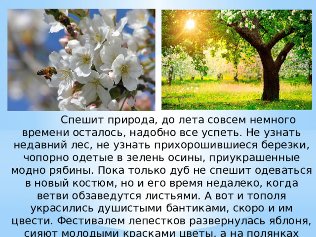            Спешит природа, до лета совсем немного времени осталось, надобно все успеть. Не узнать недавний лес, не узнать прихорошившиеся березки, чопорно одетые в зелень осины, приукрашенные модно рябины. Пока только дуб не спешит одеваться в новый костюм, но и его время недалеко, когда ветви обзаведутся листьями. А вот и тополя украсились душистыми бантиками, скоро и им цвести. Фестивалем лепестков развернулась яблоня, сияют молодыми красками цветы, а на полянках желтеют одуванчики. 
