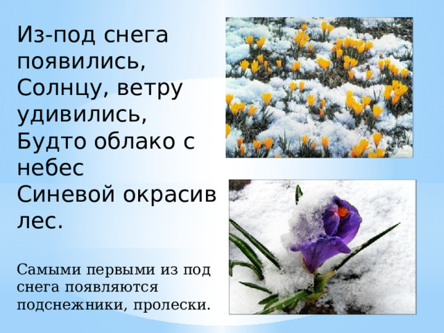 Из-под снега появились,  Солнцу, ветру удивились,  Будто облако с небес  Синевой окрасив лес. Самыми первыми из под снега появляются подснежники, пролески. 