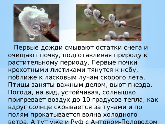     Первые дожди смывают остатки снега и очищают почву, подготавливая природу к растительному периоду. Первые почки крохотными листиками тянутся к небу, поближе к ласковым лучам скорого лета. Птицы заняты важным делом, вьют гнезда. Погода, на вид, устойчивая, солнышко пригревает воздух до 10 градусов тепла, как вдруг солнце скрывается за тучами и по полям прокатывается волна холодного ветра. А тут уже и Руф с Антоном-Половодом 23 и 24 апреля пустили воды по всем округам весны. Тут как тут Василий-Парийский - 25 апреля - теплом землю обдал, да так, что медведь из берлоги вышел. 