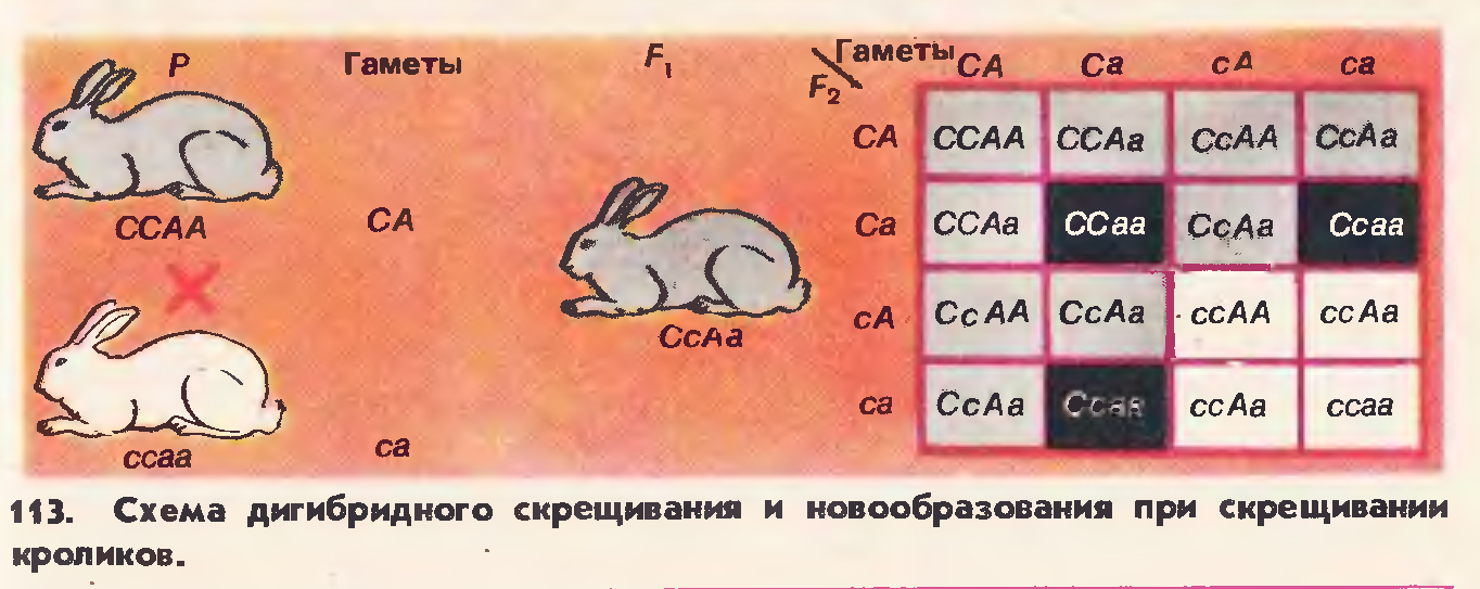 Скрестили белого и черного кроликов определите генотип. Схема дигибридного скрещивания кроликов. Новообразования при скрещивании. Схема дигибридное скрещивание кроликов. Схема скрещивания Зайцев.