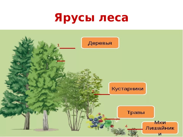 Какие растения образуют верхний ярус в лесу