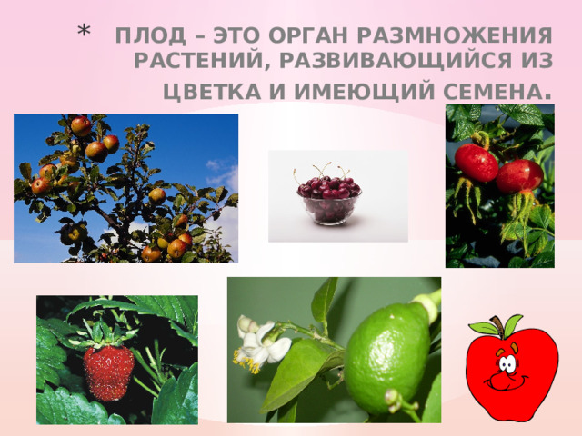 Плод – это орган размножения растений, развивающийся из цветка и имеющий семена . 