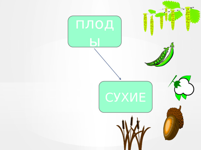 плоды СУХИЕ 