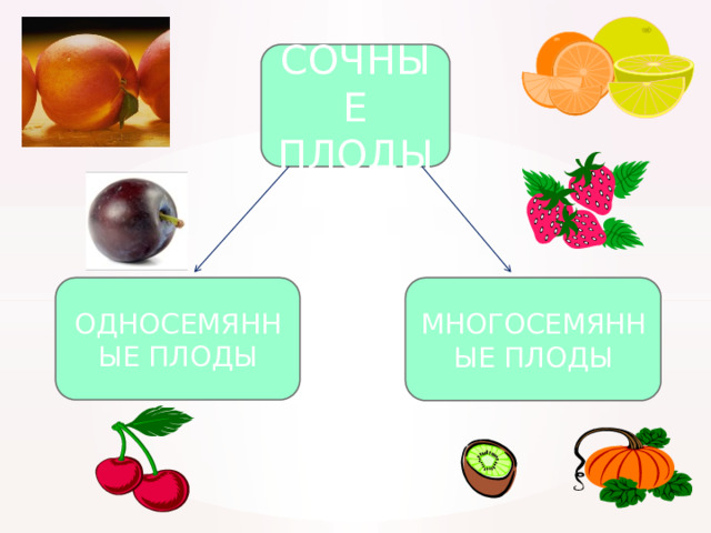 СОЧНЫЕ ПЛОДЫ ОДНОСЕМЯННЫЕ ПЛОДЫ МНОГОСЕМЯННЫЕ ПЛОДЫ 