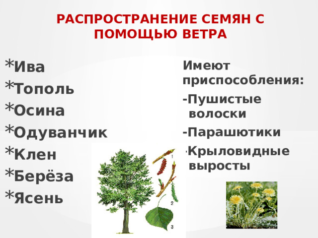 Яблоня распространение семян. Распространение семян с помощью ветра. Ясень распространение семян. Тополь распространение семян с помощью ветра.