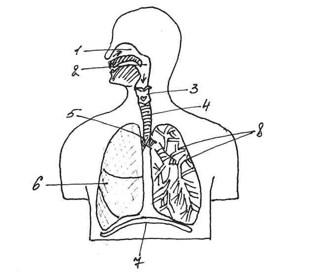 Схема строения дыхательной системы