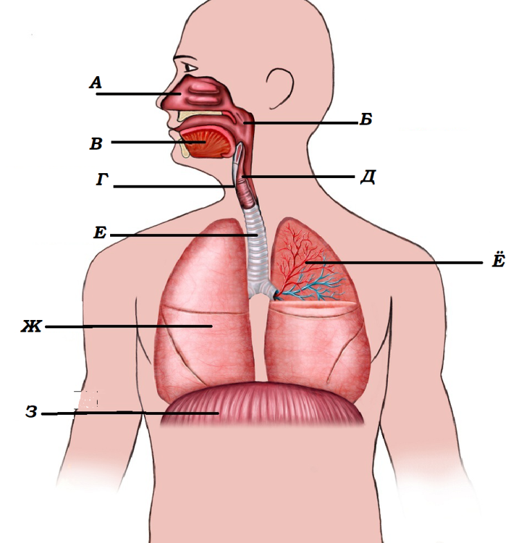 Назовите органы дыхания. Дыхательная система ребенка. Подпиши названия органов. Строение дыхательной пищеварительной. Дидактические карточки по биологии на тему дых система 8 кл.