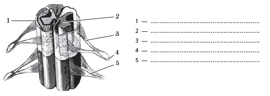 Рассмотрите рисунок обозначьте цифрами части спинного мозга