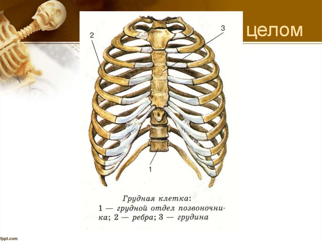 Что значит ход ребер косой