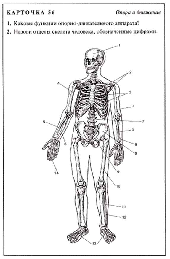Опорно двигательная система скелет человека анатомия. Строение скелета опорно двигательная система. Скелет карточка человека 8 класс биология. Строение скелета карточка.