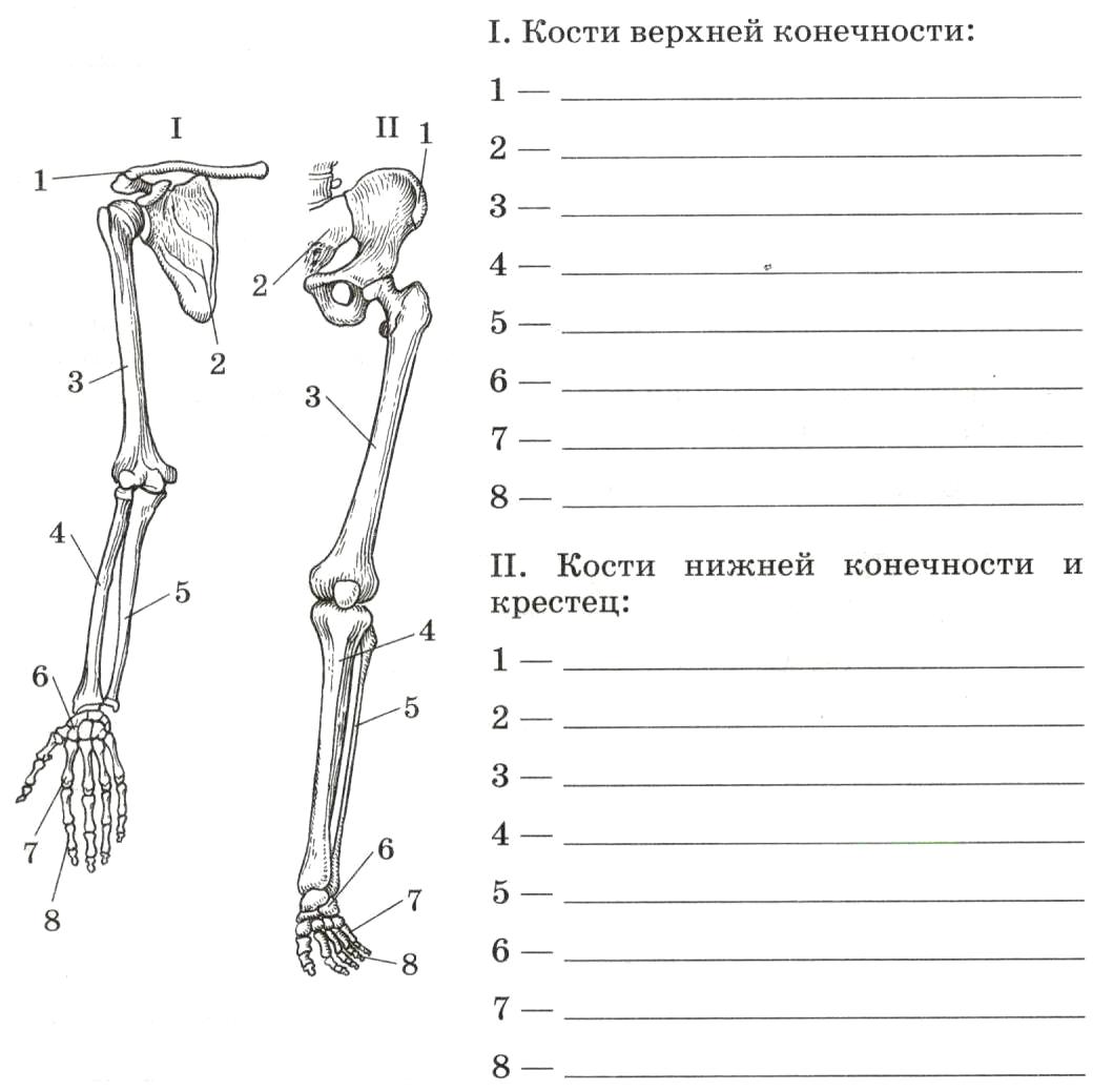 Проверочная работа по биологии скелет человека