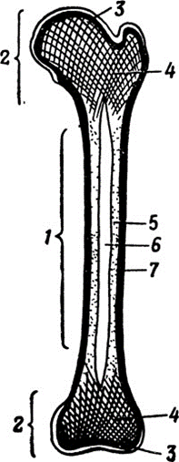 Строение трубчатой кости рисунок