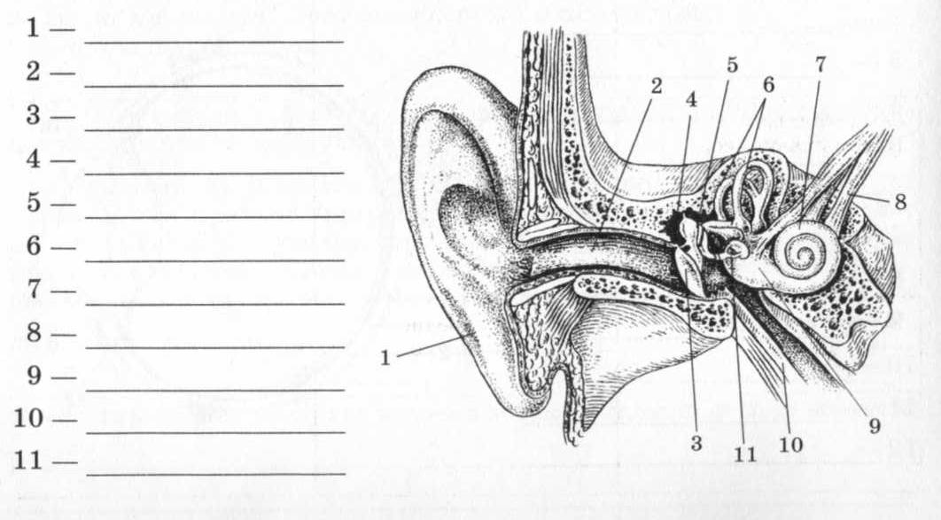 Строение органа слуха рисунок