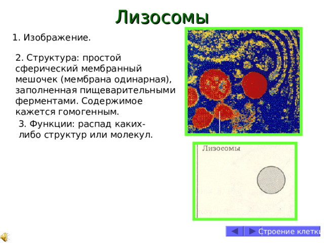 Лизосомы 1. Изображение. 2. Структура: простой сферический мембранный мешочек (мембрана одинарная), заполненная пищеварительными ферментами. Содержимое кажется гомогенным. 3. Функции: распад каких-либо структур или молекул. Строение клетки 
