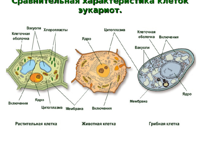 Сравнительная характеристика клеток эукариот. 