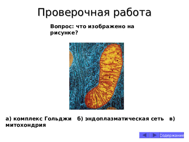 Проверочная работа Вопрос: что изображено на рисунке? а) комплекс Гольджи б) эндоплазматическая сеть в) митохондрия Содержание 