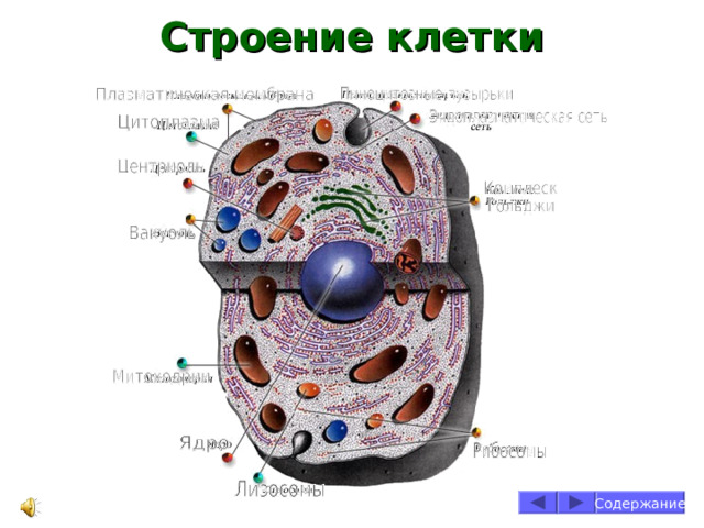 Строение клетки Содержание 